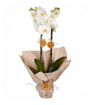 Premium Çift Dal Beyaz Orkide